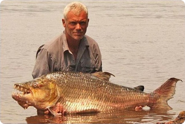 Wassermonster Aus Afrika Goliath Tiger Fish