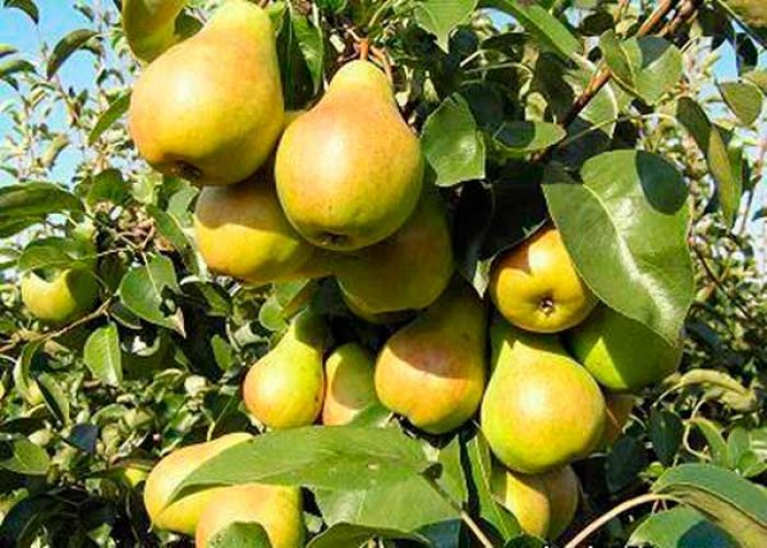 Плоди фруктових дерев корисні для здоров'я. Все для дачників і городників, поради та рекомендації
