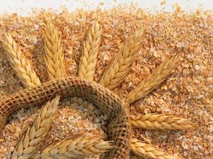  Як правильно приймати пшеничні висівки, чим вони корисні і кому шкідливі