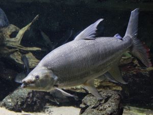  Водний монстр з Африки - Тигрова риба Голіаф