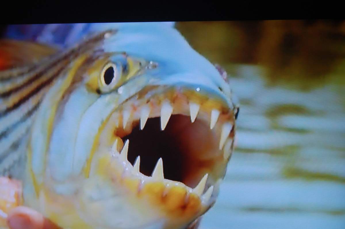 Wassermonster Aus Afrika Goliath Tiger Fish