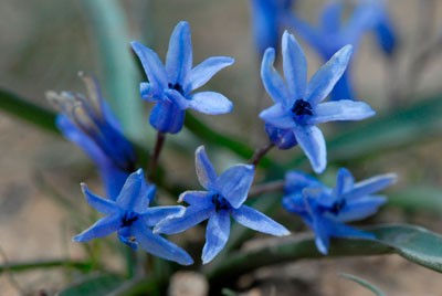 فرود و مراقبت های سنبل. پیوند سنبله پس از گلدهی. به دست آوردن hyacinths - ویژگی ها