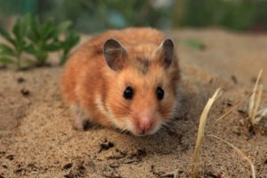 Was heißt kleine Hamster genannt. Hamster züchten mit Fotos. Was sind die Rassen von Hamstern?