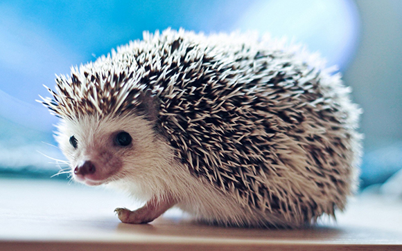 Hedgehog бол тайлбар, хуулбарлахаас илүү амьдардаг зүйл юм. Дэлхийн сонирхолтой биологи.