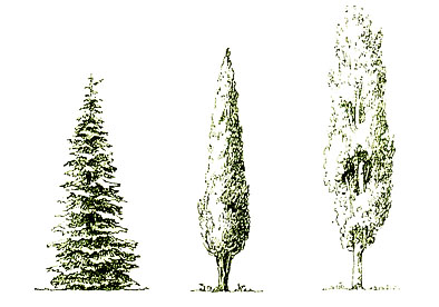 درخت کرون تشکیل یک تاج درخت. درخت کرون، ساختار و گونه های او - آنچه شما باید قبل از هرس را بدانید