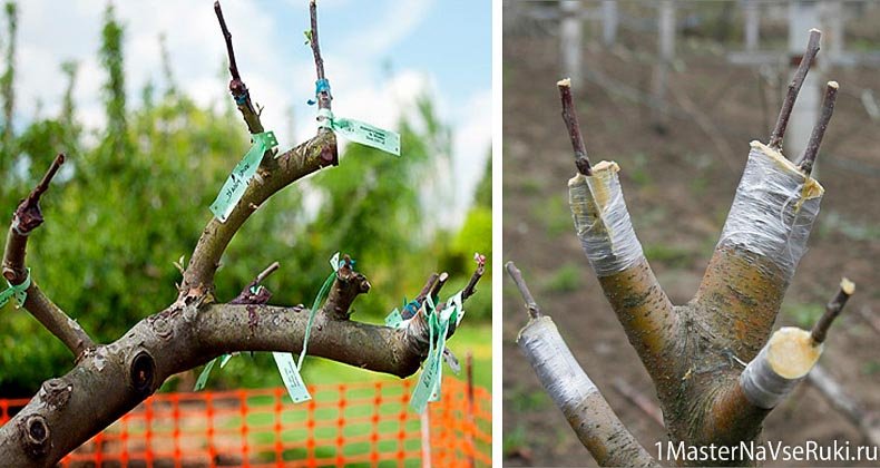 كيفية غرس شجرة التفاح في فصل الربيع. كيف تغرس شجرة التفاح في الربيع على شجرة قديمة.