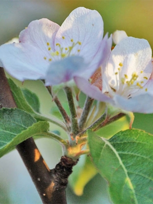هنگامی که شروع به آبیاری درخت سیب در بهار. حفاظت از یک درخت سیب از یخ ها.