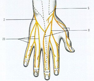 لماذا الإصبع غير المسمى على اليمين. تخصيص المتخصصون عدة أسباب لهذه الأعراض. متلازمة النفق الكوع
