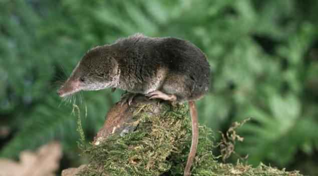 Мишка з довгим носиком. Декоративні гризуни і дрібні ссавці