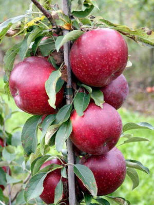 Види фруктових дерев. Вирощування плодово-ягідних культур. До плодових культур відносяться різні дерева