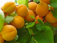 أشجار الفاكهة النادرة. تصنيف النباتات الفاكهة