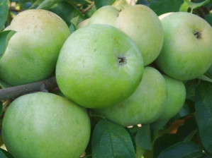 Сорти яблук які зберігаються до весни. Кращі зимові сорти яблунь для середньої смуги Росії.