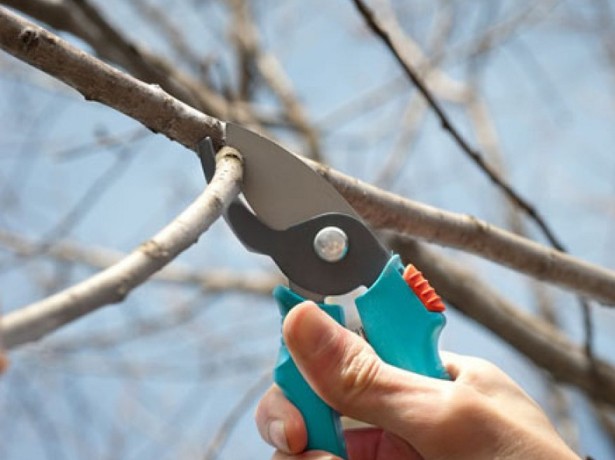 Obrezivanje starih stabala trešanja.  Reakcija novozasađenog stabla trešnje na rezidbu nakon vegetacije.  Prednosti u radu u odnosu na drvolike i grmolike trešnje.