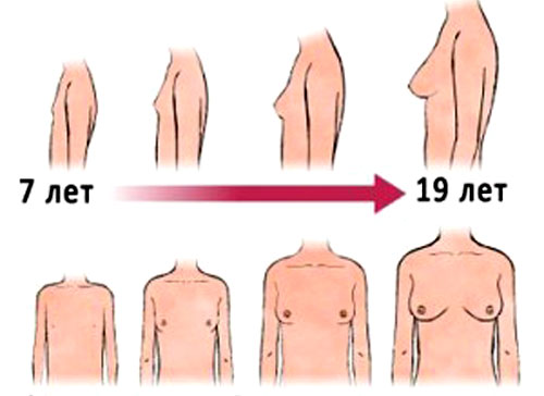 З скільки і до скільки років зростають жіночі груди у дівчат: причини чому починає рости груди, що впливає на її зростання і як прискорити процес зростання грудей підлітку в домашніх умовах