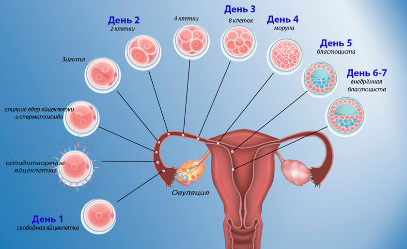 Was sind die Anzeichen einer Vagina in den ersten Tagen nach dem Eisprung, wenn die Empfängnis begonnen hat?